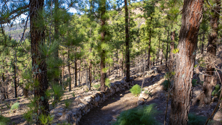 Wanderwege durch den Kiefernwald der Corona Forestal