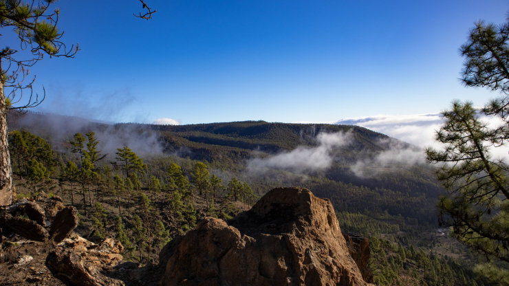 Ausblick über die Kiefernwälder der Corona Forestal