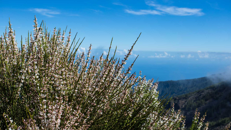 im Frühling kann man in den Höhenlagen Teneriffas die Ginsterblüte bestaunen