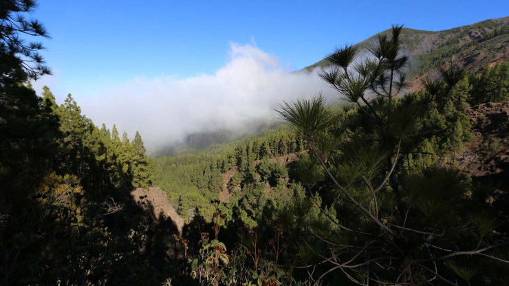 Wanderweg durch die Corona Forestal nach La Caldera